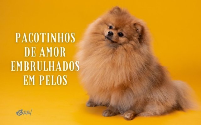 60 lindas frases para subtitular una foto con un perro